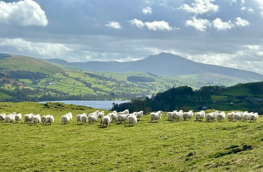 Welsh Sheep Genetics Programme Proves Transformative: Driving £50,000 Annual Margin Uplift and Global Innovation for Welsh Farmers